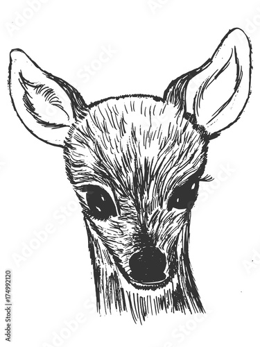 little roe deer cub