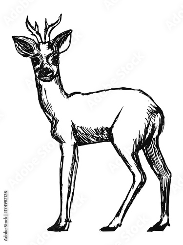 roe deer from forest