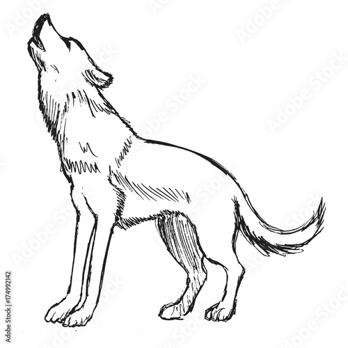 wolf from forest