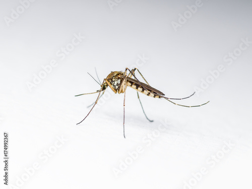 Malaria, Zika Virus or Yellow Fever Infected Mosquito Insect on White Wall