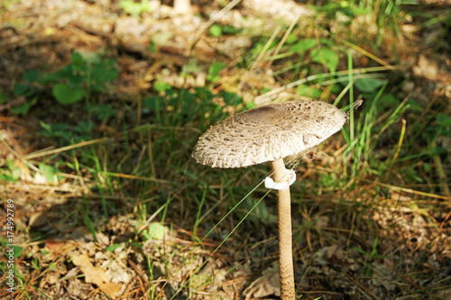 The parasol mushroom (Macrolepiota procera or Lepiota procera), basidiomycete fungus