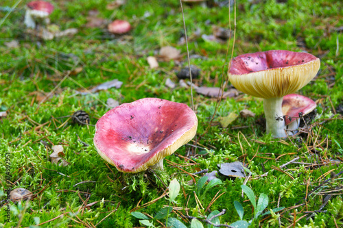 Russula emetica red mushroom in Bialowieza Forest