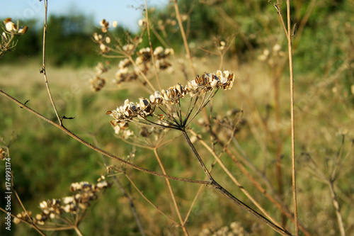 Dry wild cumin in the fields