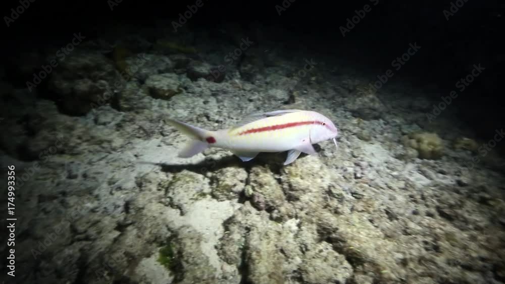 Dash dot goatfish searching on ocean floor for food at night Dash dot goatfish searching on ocean floor for food at night