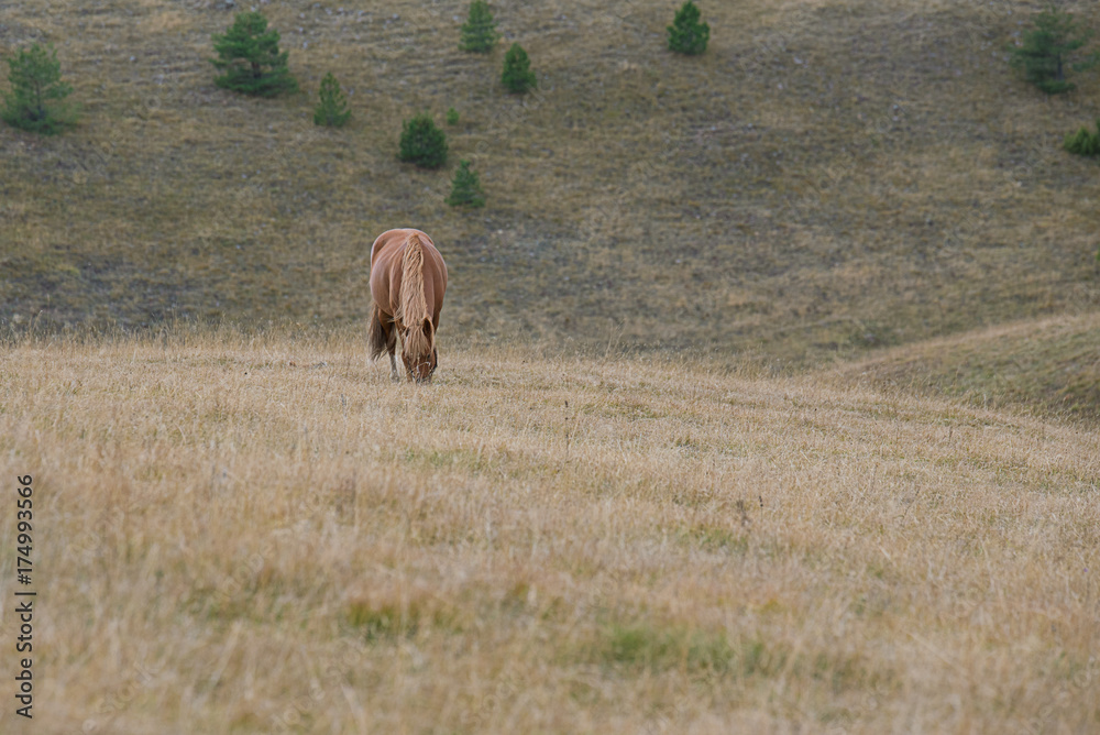 Naklejka premium Beautiful brown horses