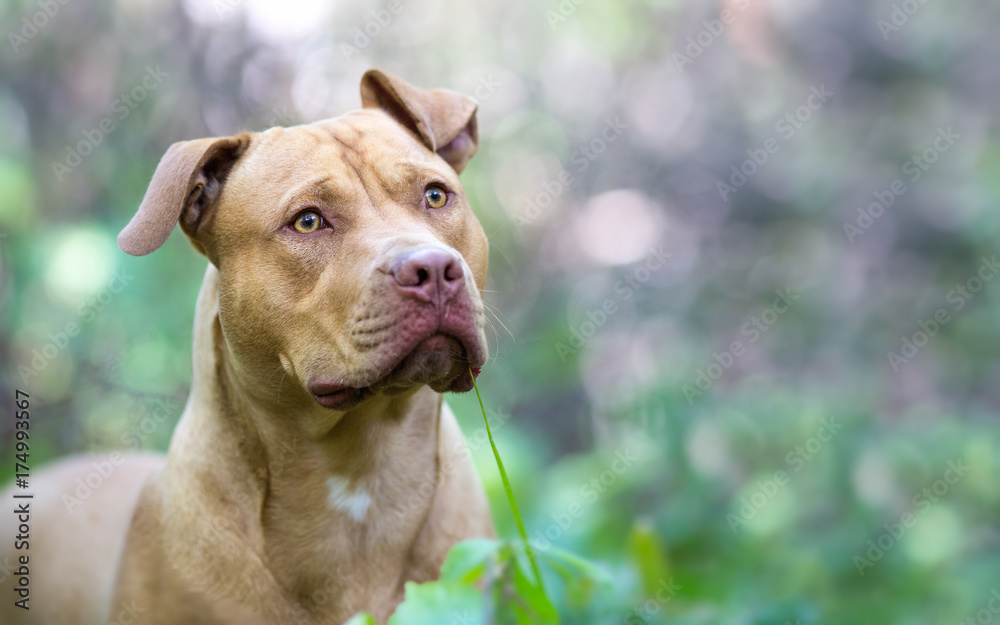 Background of terrier dog in the wood