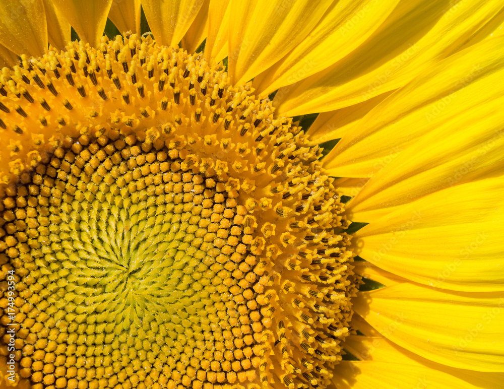 Naklejka premium Sunflower