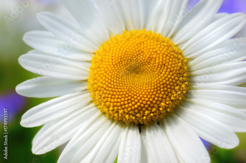 Chamomile against the sky.