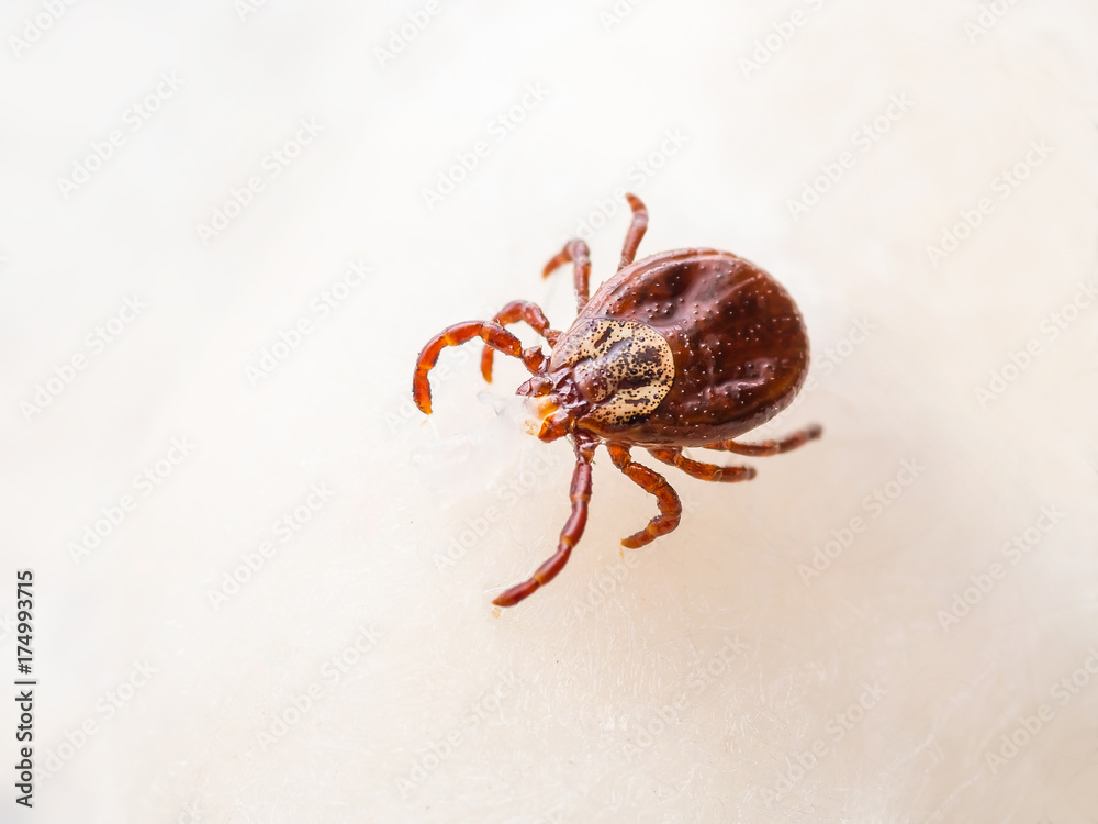 Encephalitis Tick Insect Macro Close-up Encephalitis Tick Insect Macro Close-up