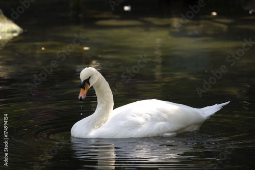 Fototapeta Naklejka Na Ścianę i Meble -  Mute swan on blue lake in sunshine