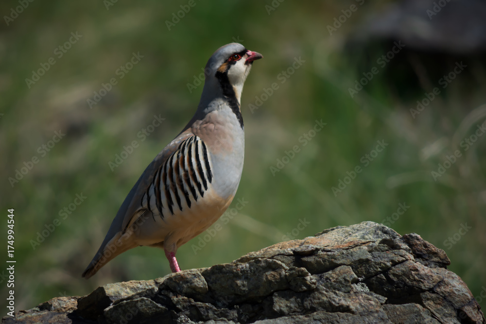 Obraz premium Proud Chukar