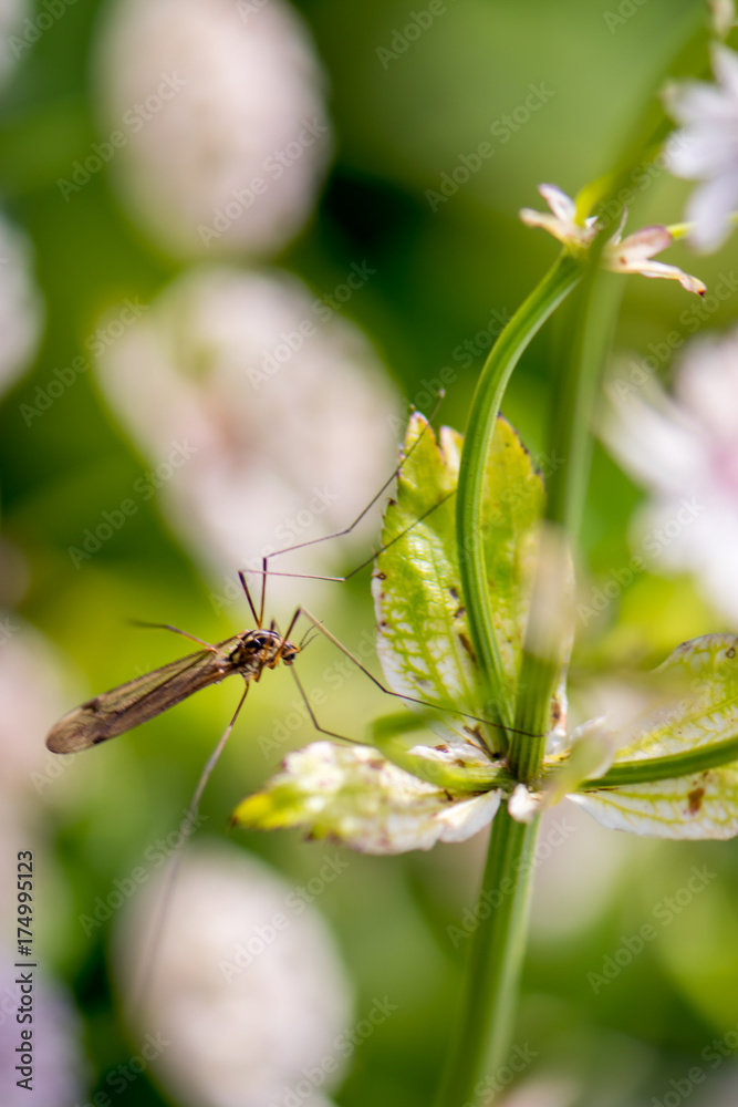 a large mosquito sitting on a flower stalk a large mosquito sitting on a flower stalk