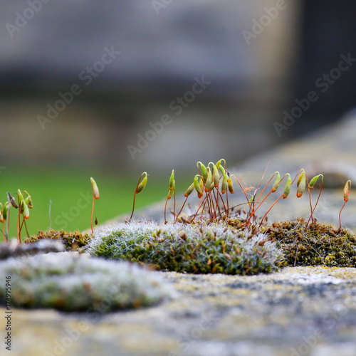 Moss green spore capsules on red stalks on sandstone wall photo