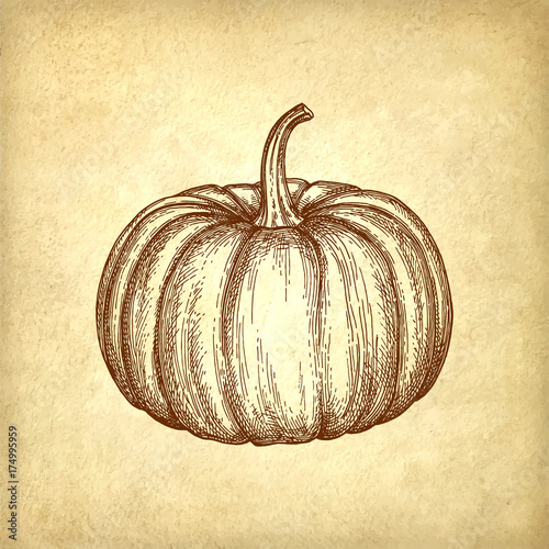 Ink sketch of pumpkin