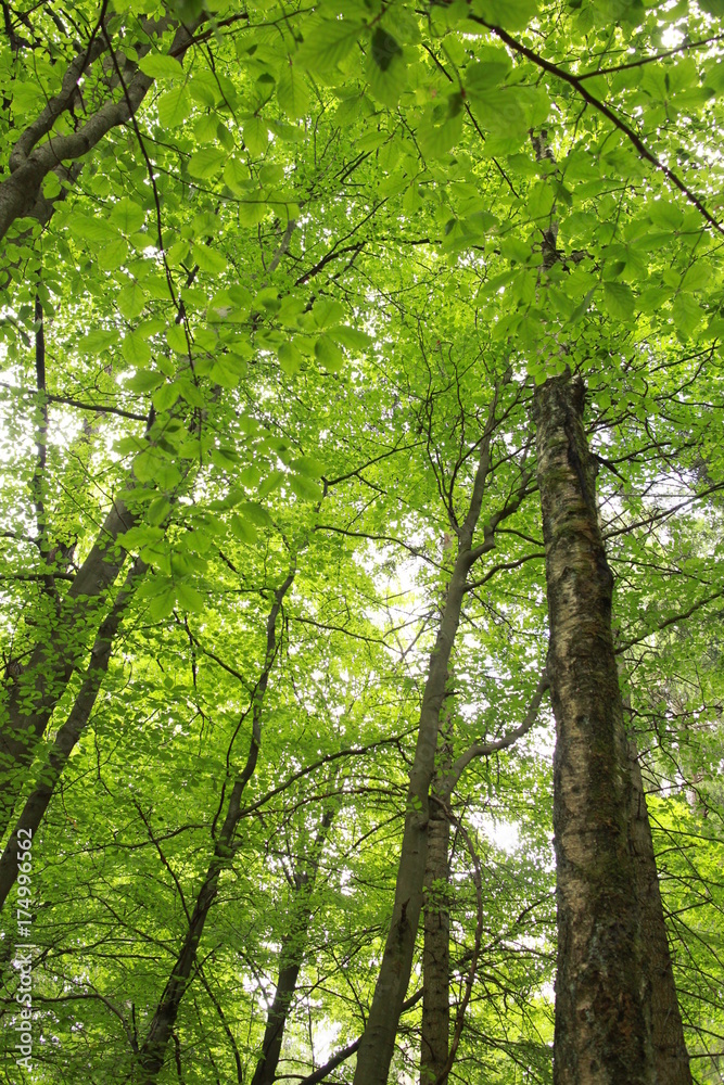 Fototapeta premium 林