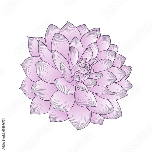 Fototapeta Naklejka Na Ścianę i Meble -  Abstract floral background. Vector flower dahlia. Element for design.