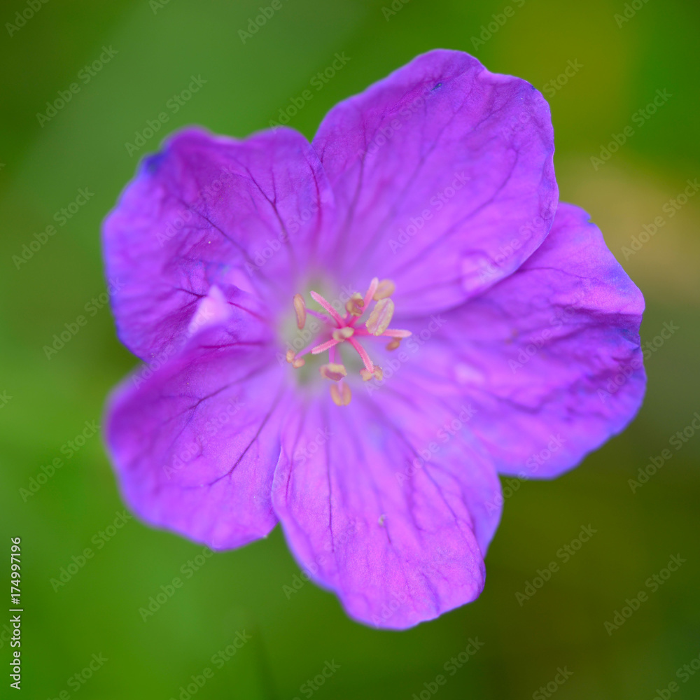 Obraz premium Purple flower