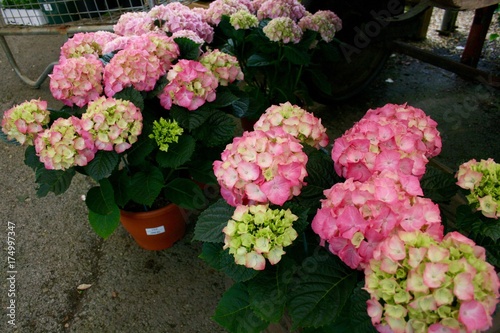紫陽花