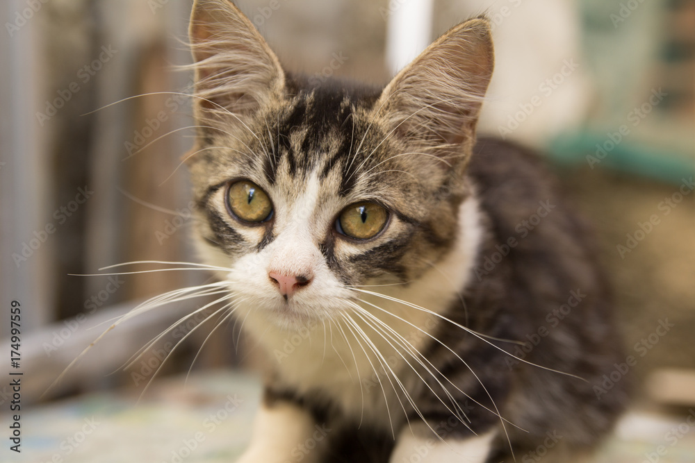 Filhote de gato branco cinza e preto com olhar encantador