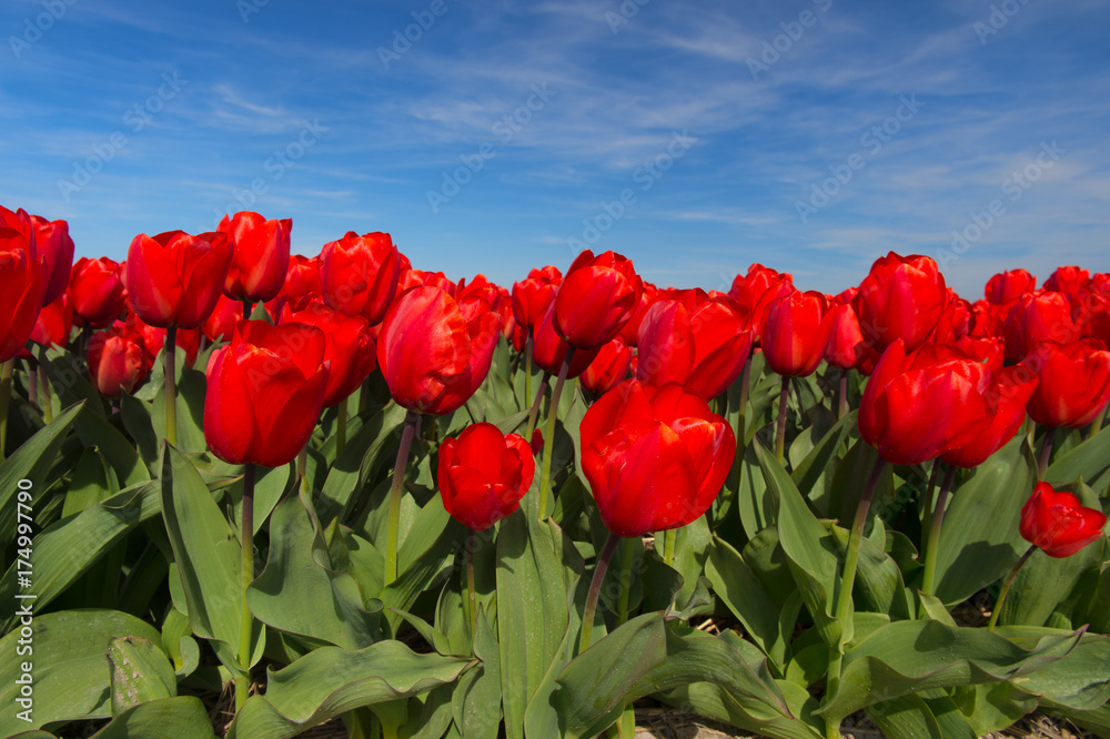 Field red tulips