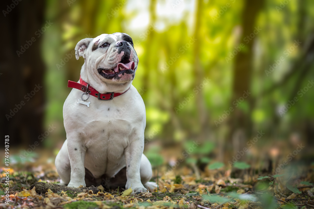 White English Bulldog in the forest