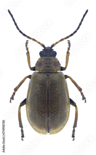 Beetle Lochmaea caprea on a white background