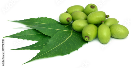 Medicinal neem leaves with fruit photo