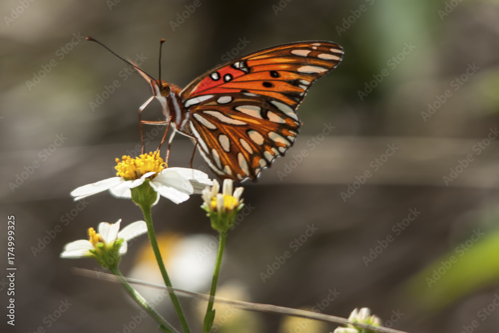 Gulf Fritillary 2