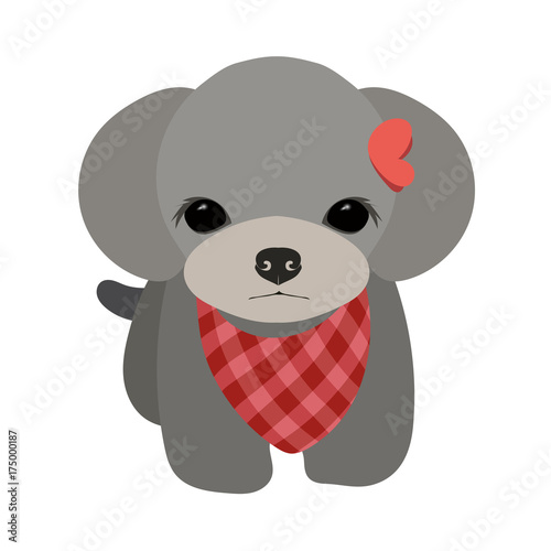 Cute little dog