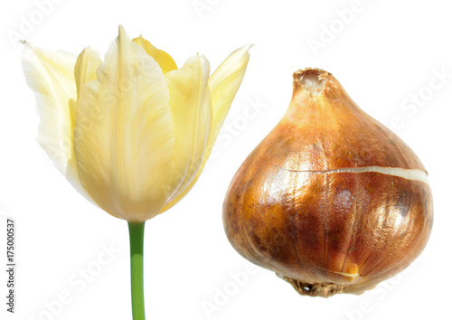 White tulip flower with tulip bulb isolated on white background