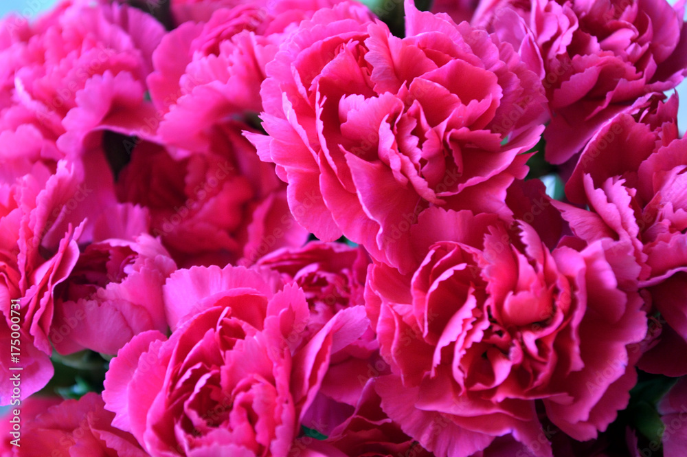 Bright Pink Carnations