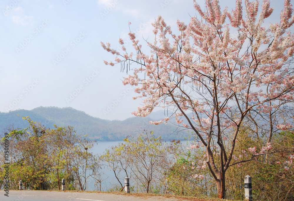 wild himalayan cherry flower and mountain