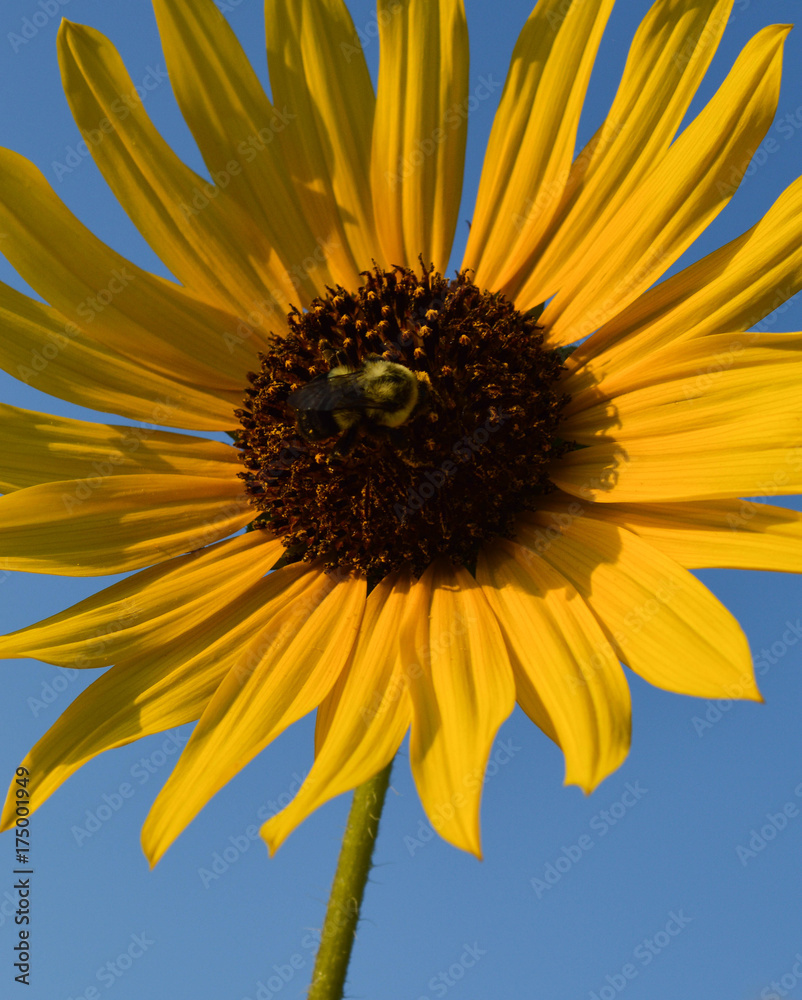 bee on yellow sunflower 