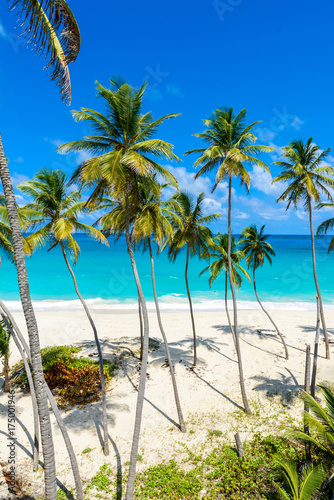 Bottom Bay, Barbados - Paradise beach on the Caribbean island of Barbados. Tropical coast with palms hanging over turquoise sea. Panoramic photo of beautiful landscape. © Simon Dannhauer