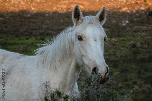 caballo blanco © Francisco