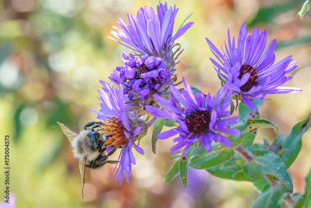 'bumble bee in wildflower meadow on flower 'bumble bee in wildflower meadow on flower