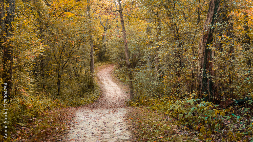 Walking Path in forest in Fall in Wisconsin
