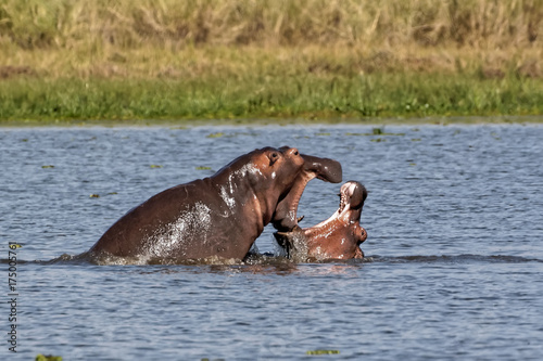 Hippopotamus Playing at Murchison Falls National Park in Uganda, Africa