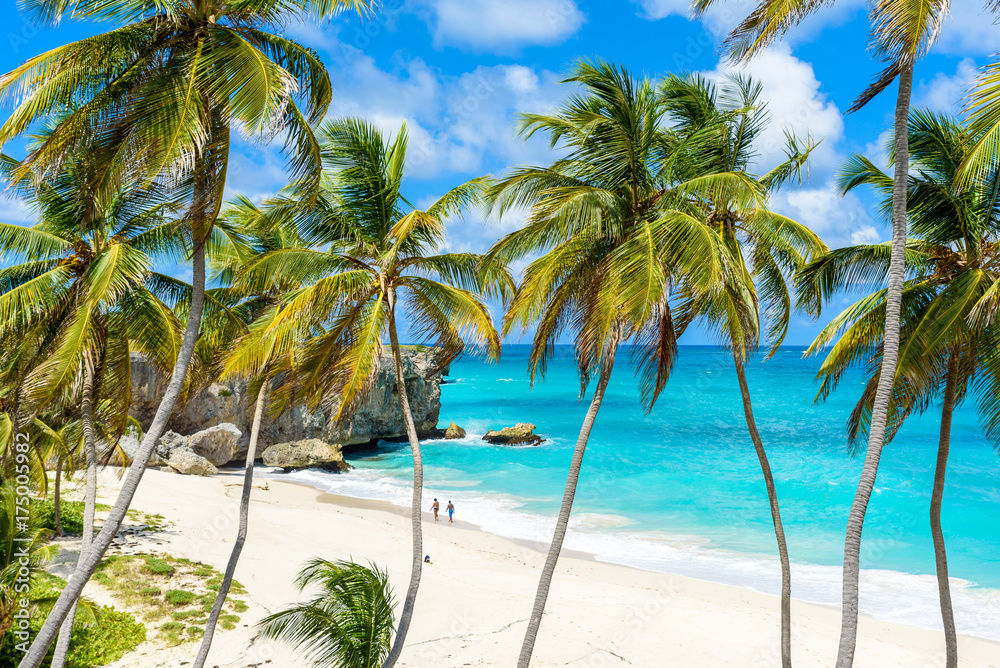 Bottom Bay, Barbados - Paradise beach on the Caribbean island of Barbados. Tropical coast with palms hanging over turquoise sea. Panoramic photo of beautiful landscape. - obrazy, fototapety, plakaty 