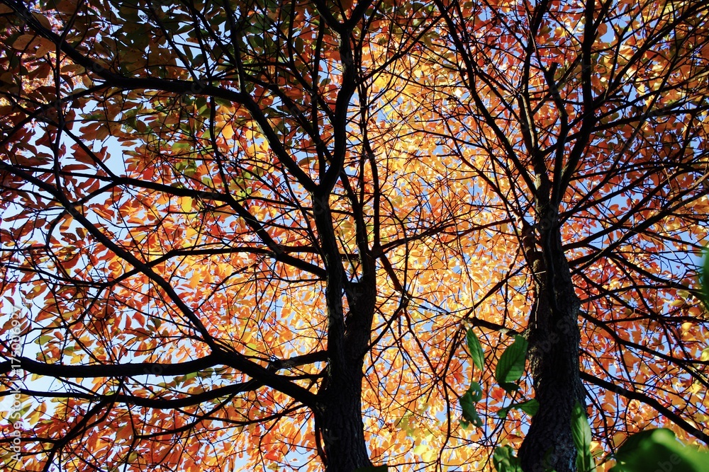 Warm Tree Warm Tree