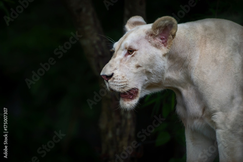 White lion in the zoo. © ake