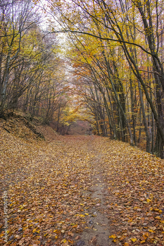 Autumn Landscape with yellow trees and fog, Vitosha Mountain, Sofia City Region, Bulgaria