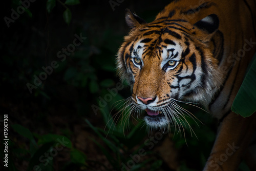 Close up tiger.