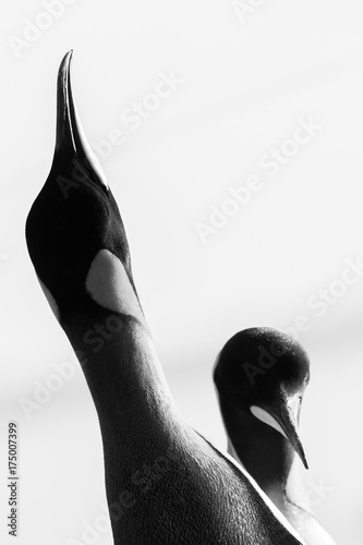 King penguins are monogomous creatures, working as a couple for the entire season to ensure the best chances for survival for their little ones. photo