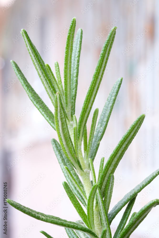 rosemary on white background rosemary on white background