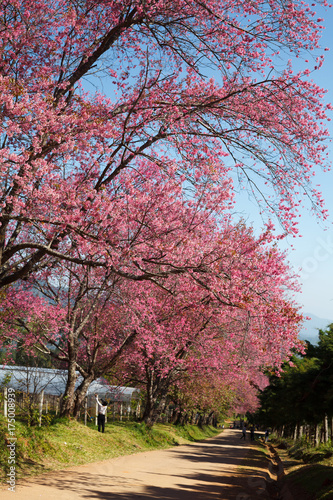 Cherry blossom pathway in Khun Wang ChiangMai, Thailand.