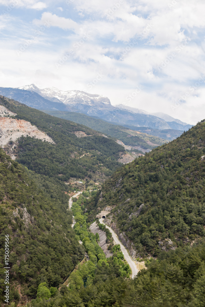 Naklejka premium Rocky mountains covered with pine forests 