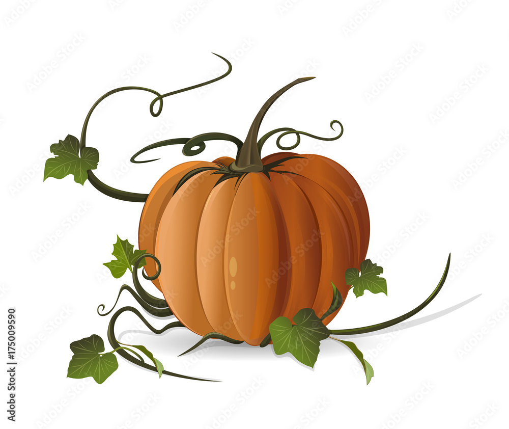 Pumpkin. Gourd. Squash. Ripe pumpkin with green leaves. Realistic color vector illustration isolated on white background