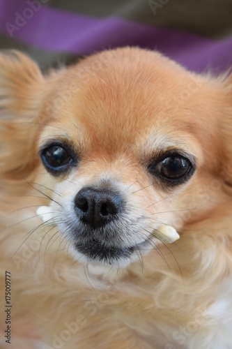 Long coat Chihuahua with snack in its mouth © noranoramona