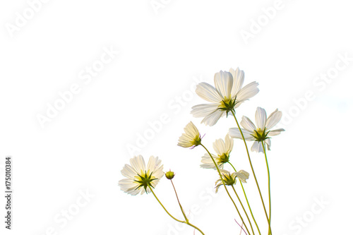 Fototapeta Naklejka Na Ścianę i Meble -  Soft focus of blooming white cosmos flower on white background